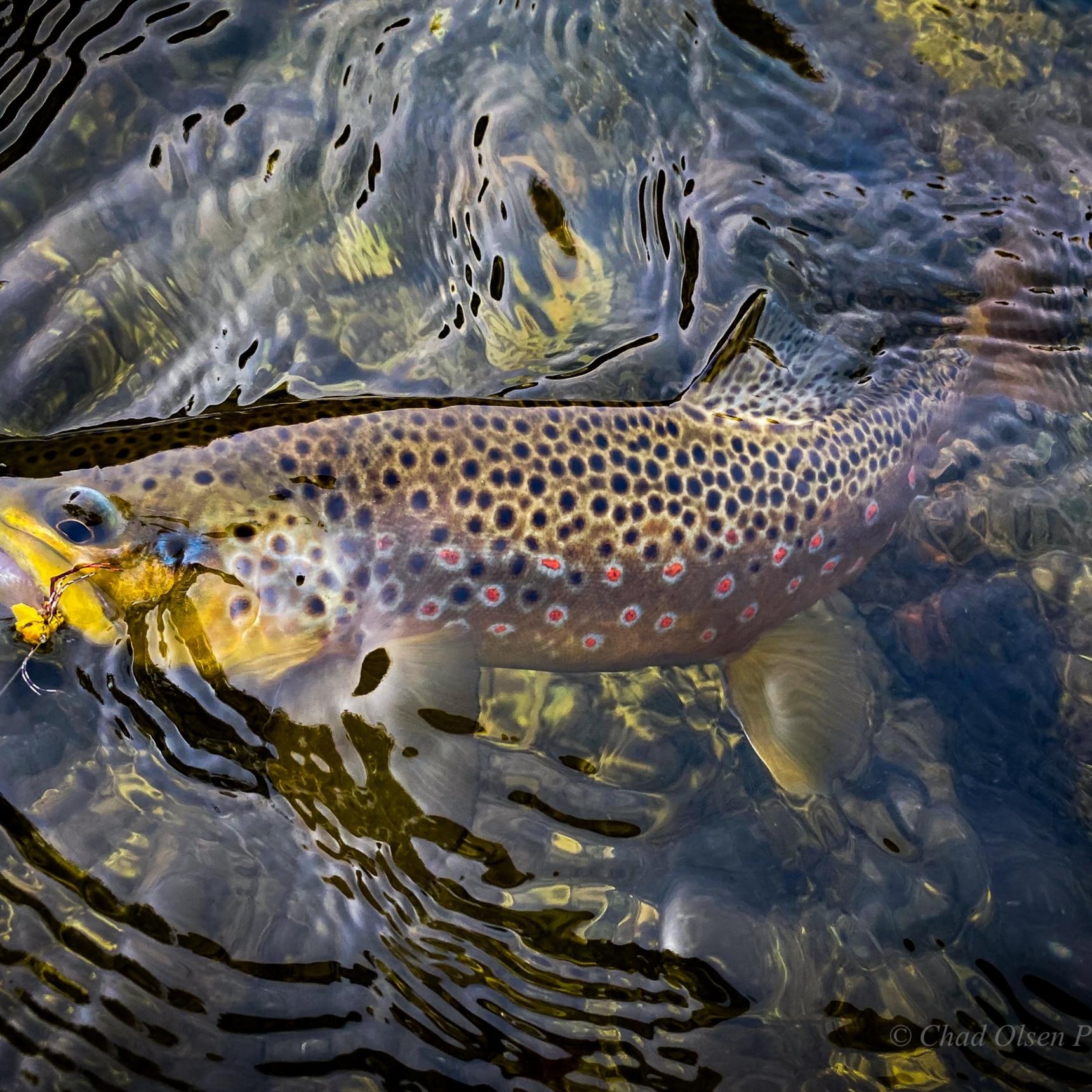 Wyoming Wade Fishing Trip.