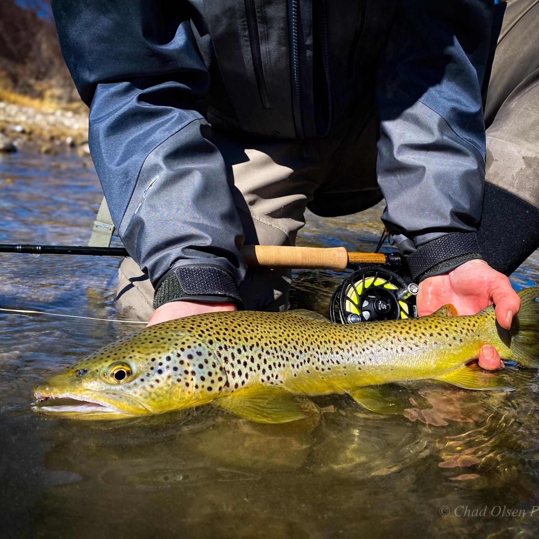 Montana Fly Fishing Wade Trips