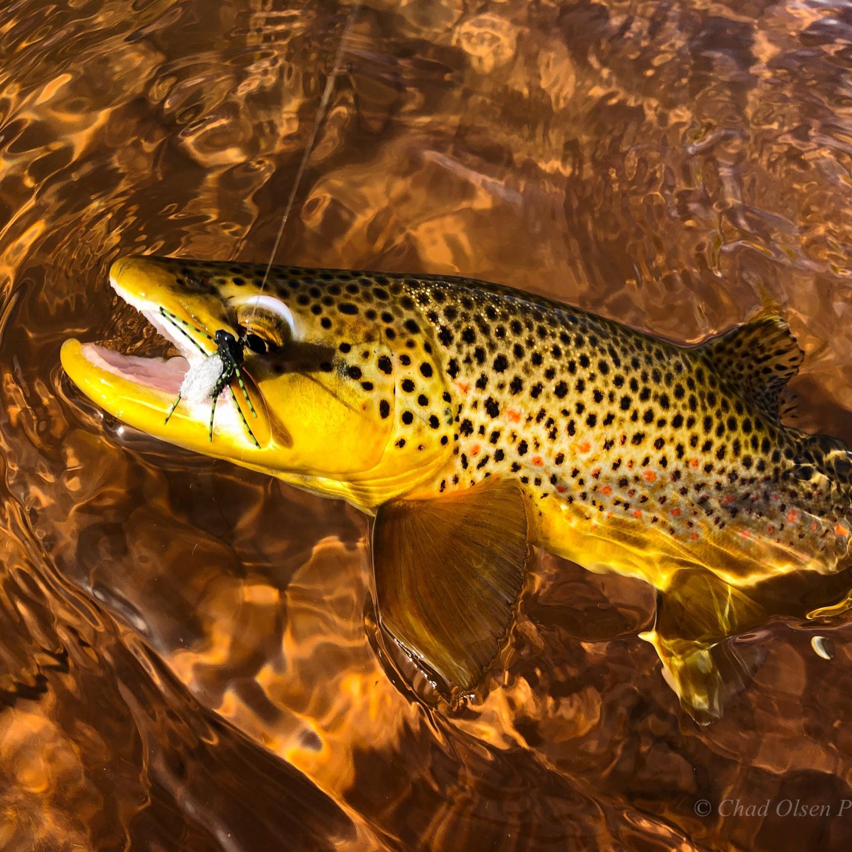 Private Ranch Water Fly Fishing Trips