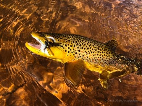 Private Ranch Water Fly Fishing Trips