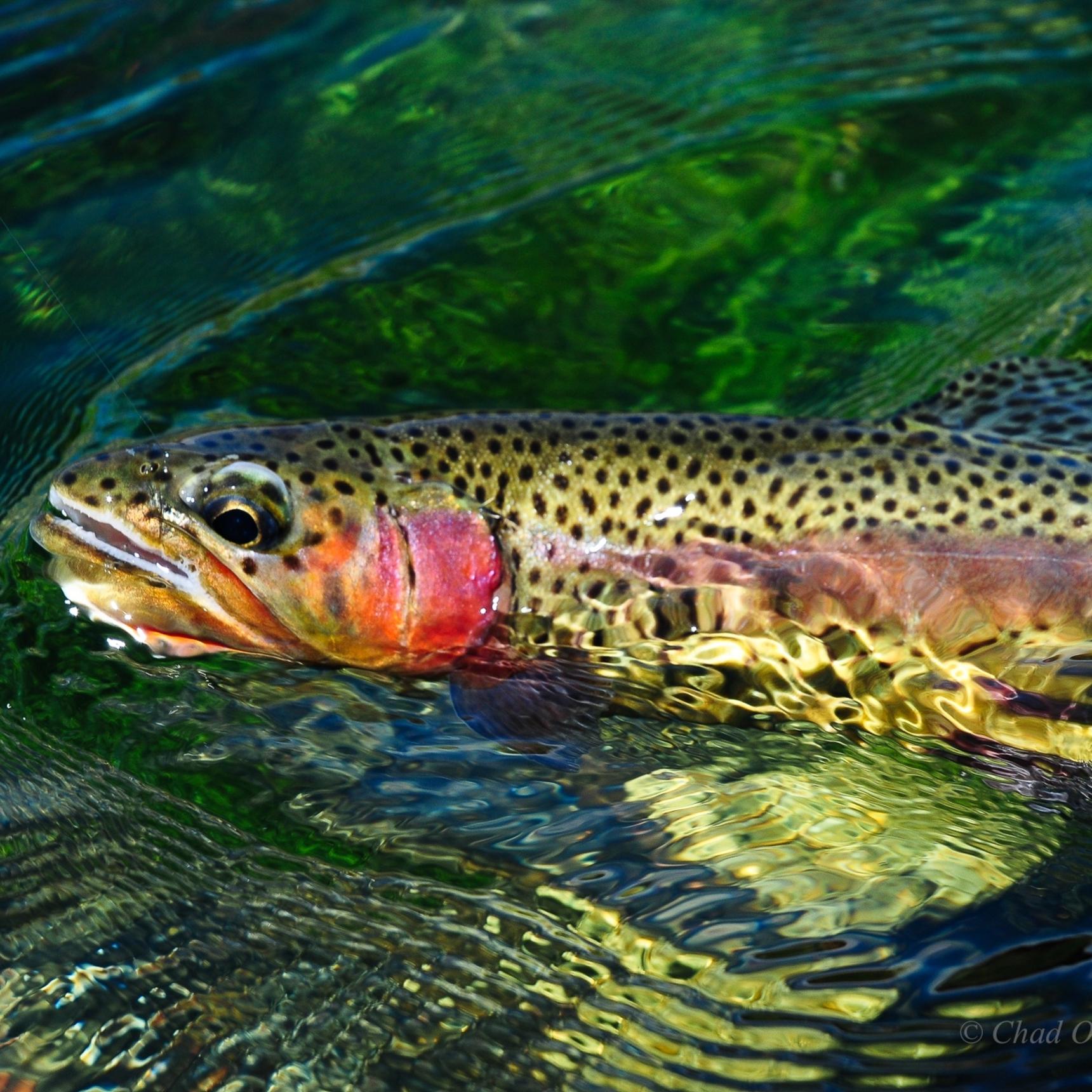 Montana Private Spring Creek Fly Fishing Trips