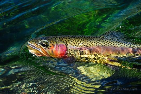 Montana Private Spring Creek Fly Fishing Trips