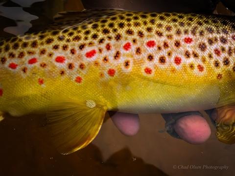 Private Wyoming Ranch Fly Fishing Trips