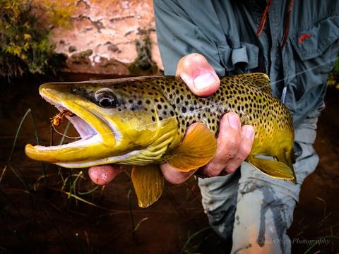 Private Wyoming Ranch Fly Fishing Trips