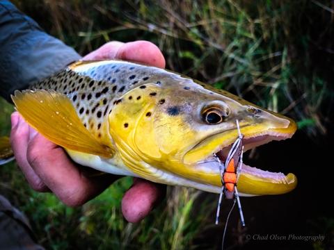 Private Wyoming Creek Hopper Fishing Trips