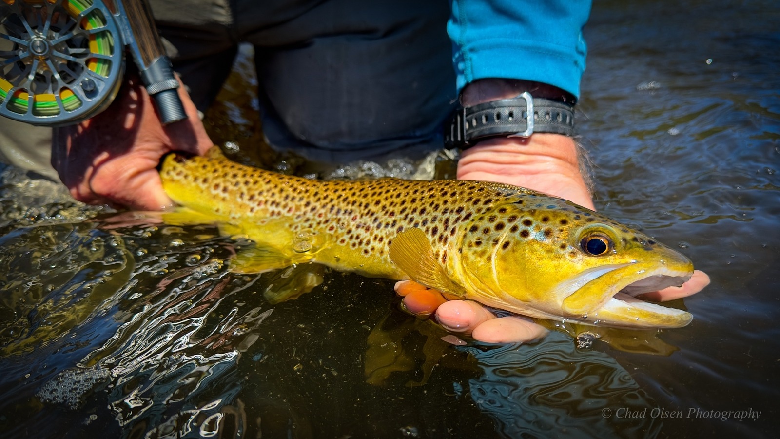 Yellowstone Fly Fishing Trips