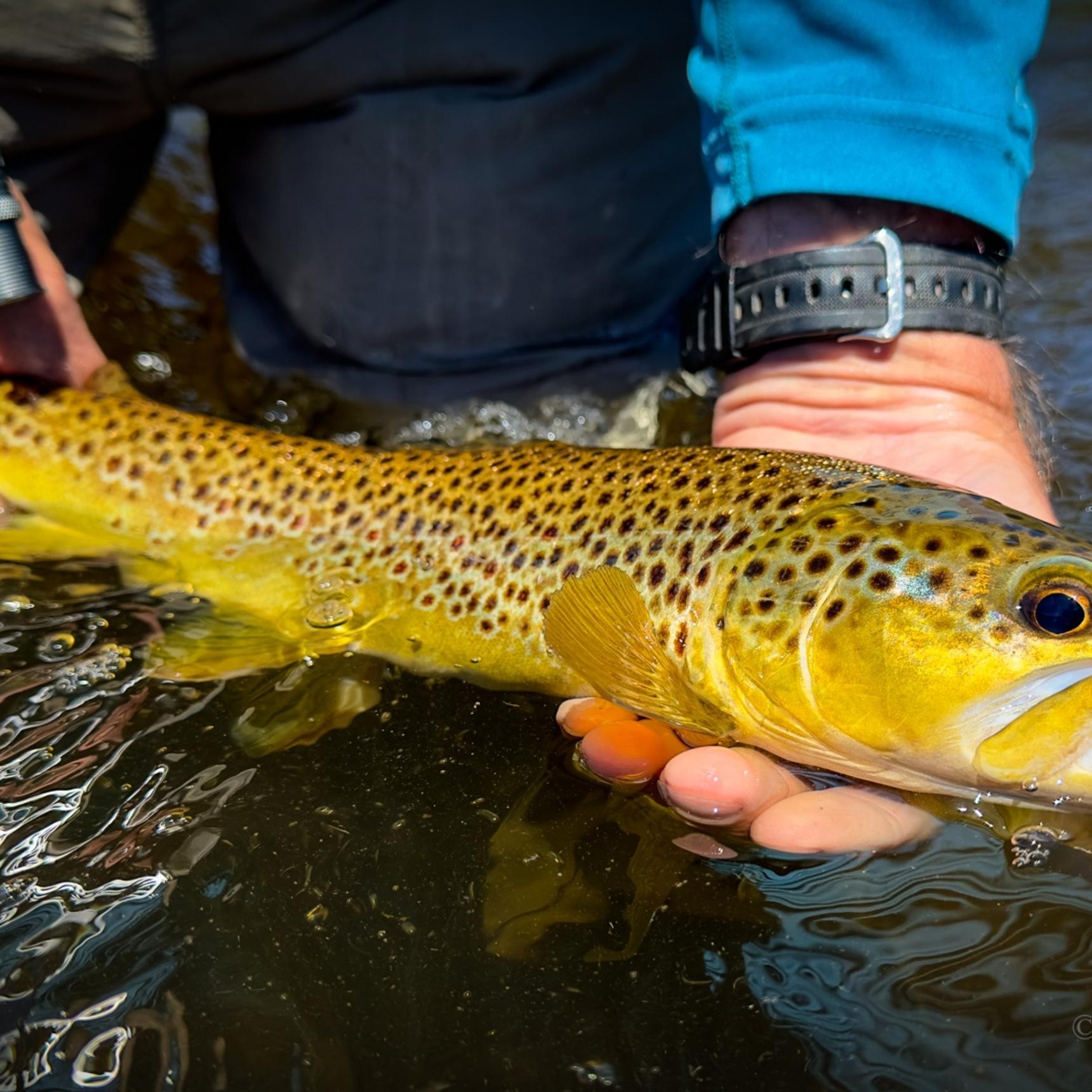 Yellowstone Fly Fishing Trips