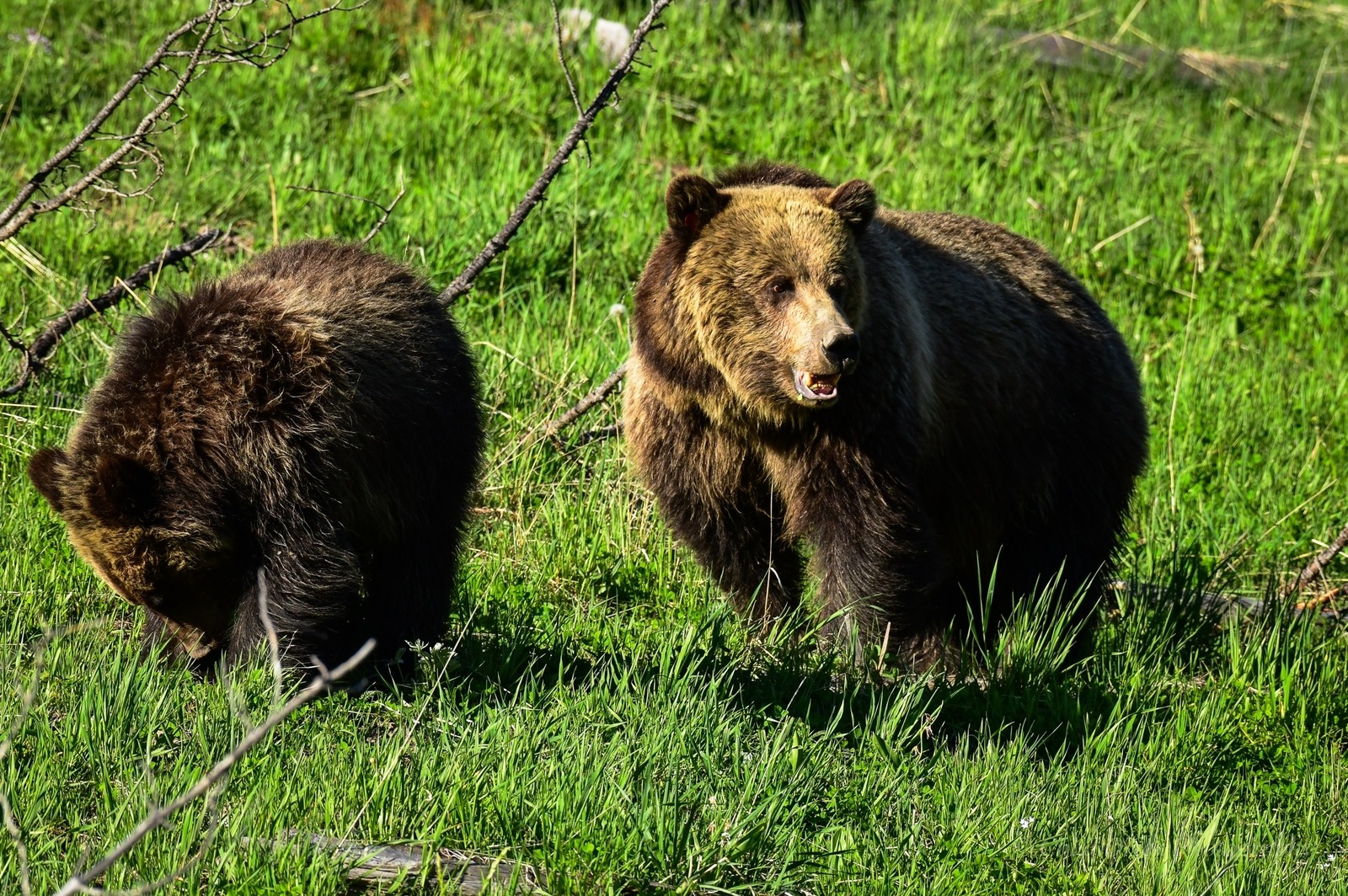 Yellowstone Park's Best Fly Fishing Trips