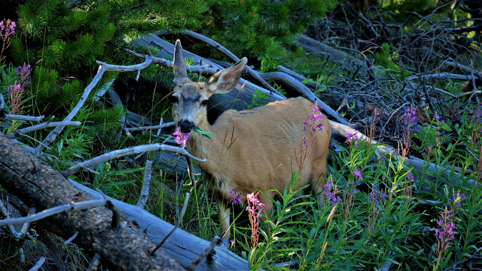 The Best Fly Fishing Trips in Yellowstone National Park