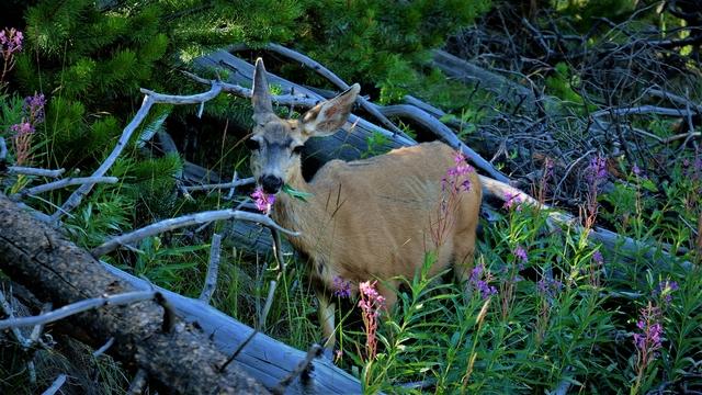 The Best Fly Fishing Trips in Yellowstone National Park