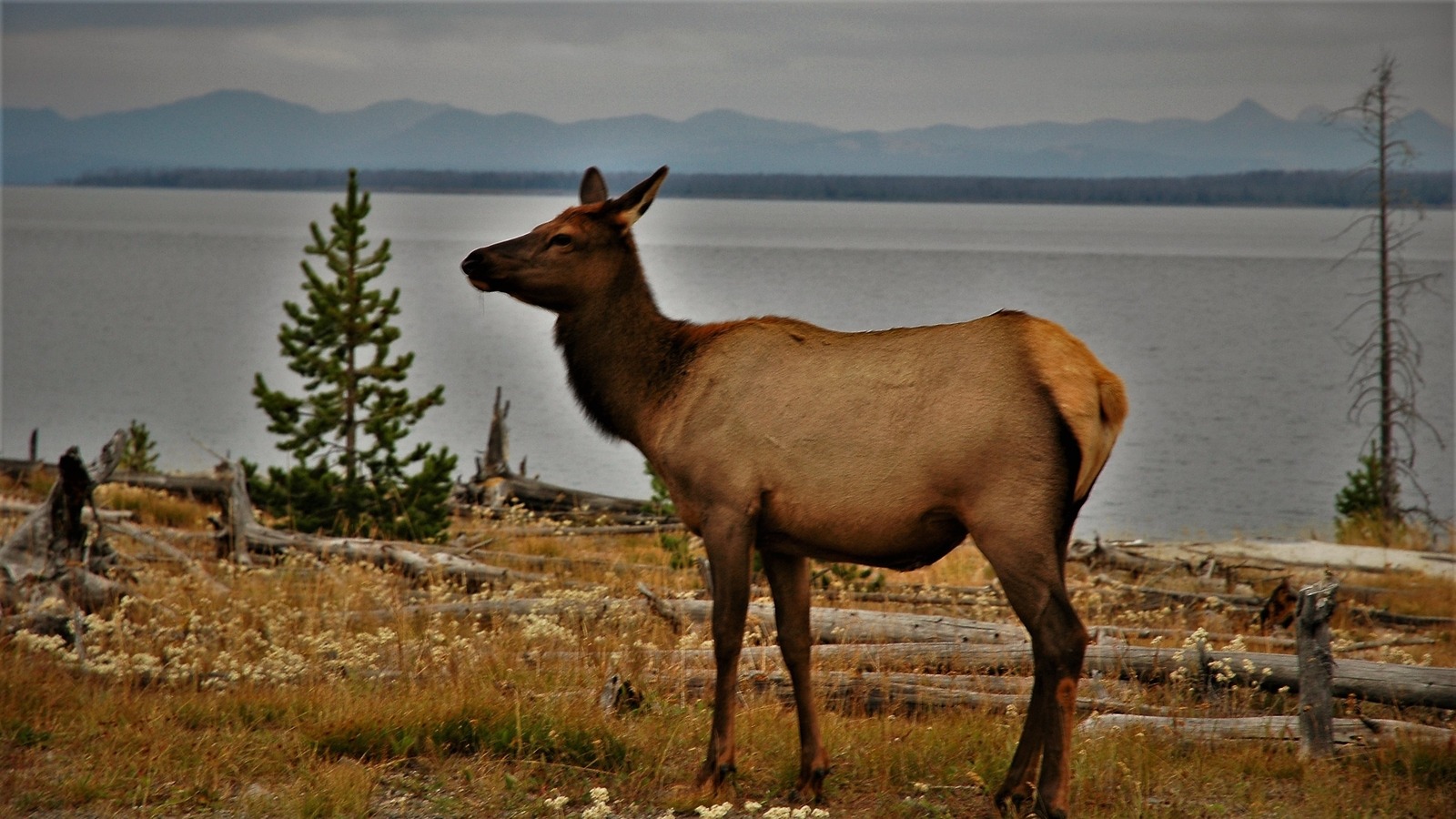 The Best Fly Fishing Trips in Yellowstone Park