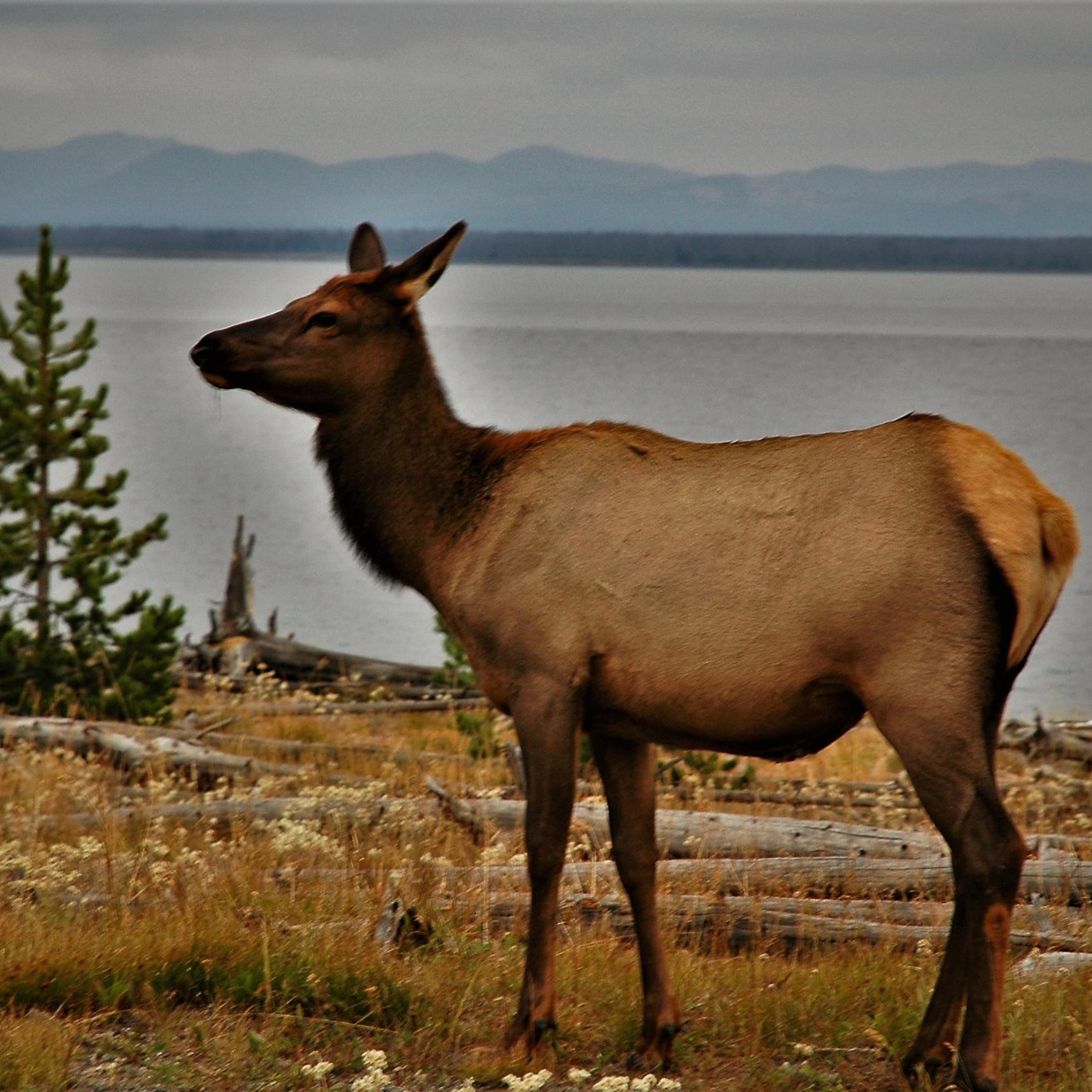 The Best Fly Fishing Trips in Yellowstone Park
