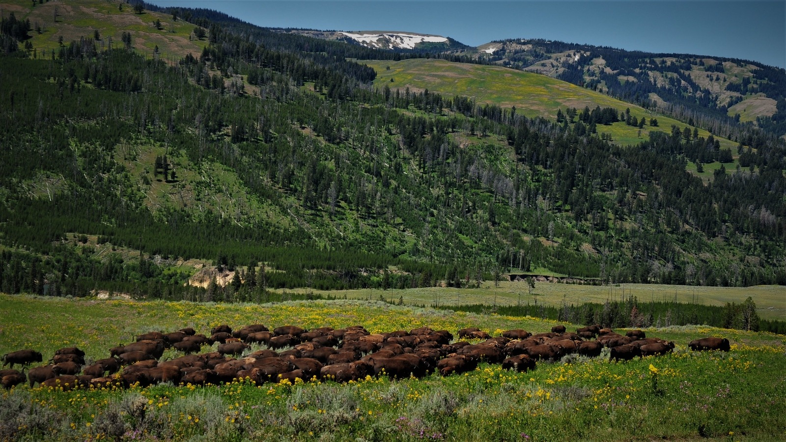 The Best Fly Fishing Trips in Yellowstone Park