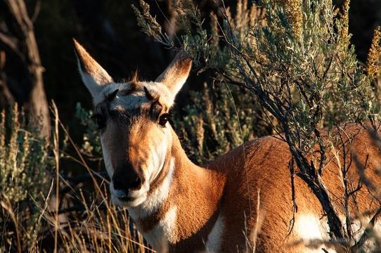 The Best Fly Fishing Trips in Yellowstone Park