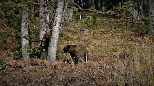 The Best Fly Fishing Trips in Yellowstone Park