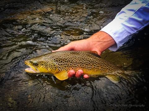 The Best Fly Fishing Trips in Yellowstone Park