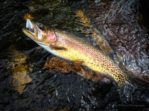 The Best Fly Fishing Trips in Yellowstone Park