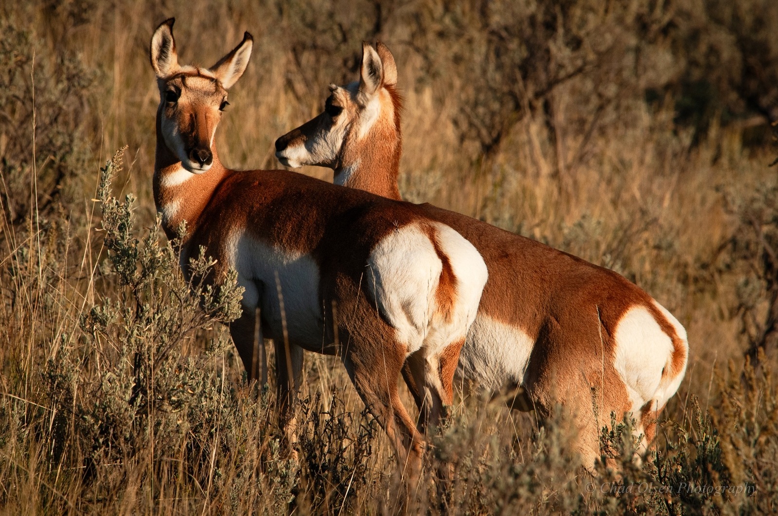 Lamar Valley Antelope, Yellowstone Park