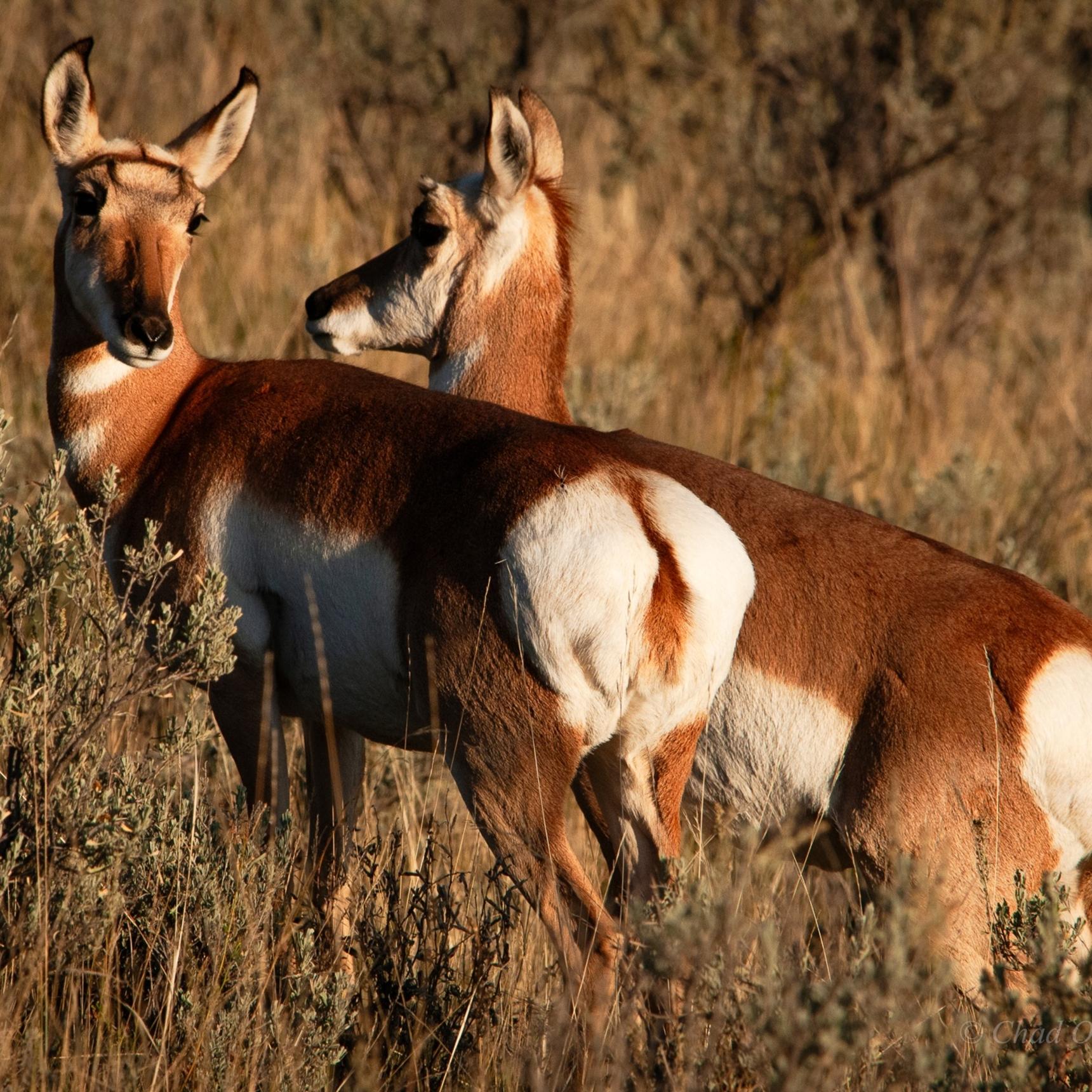 Lamar Valley Antelope, Yellowstone Park
