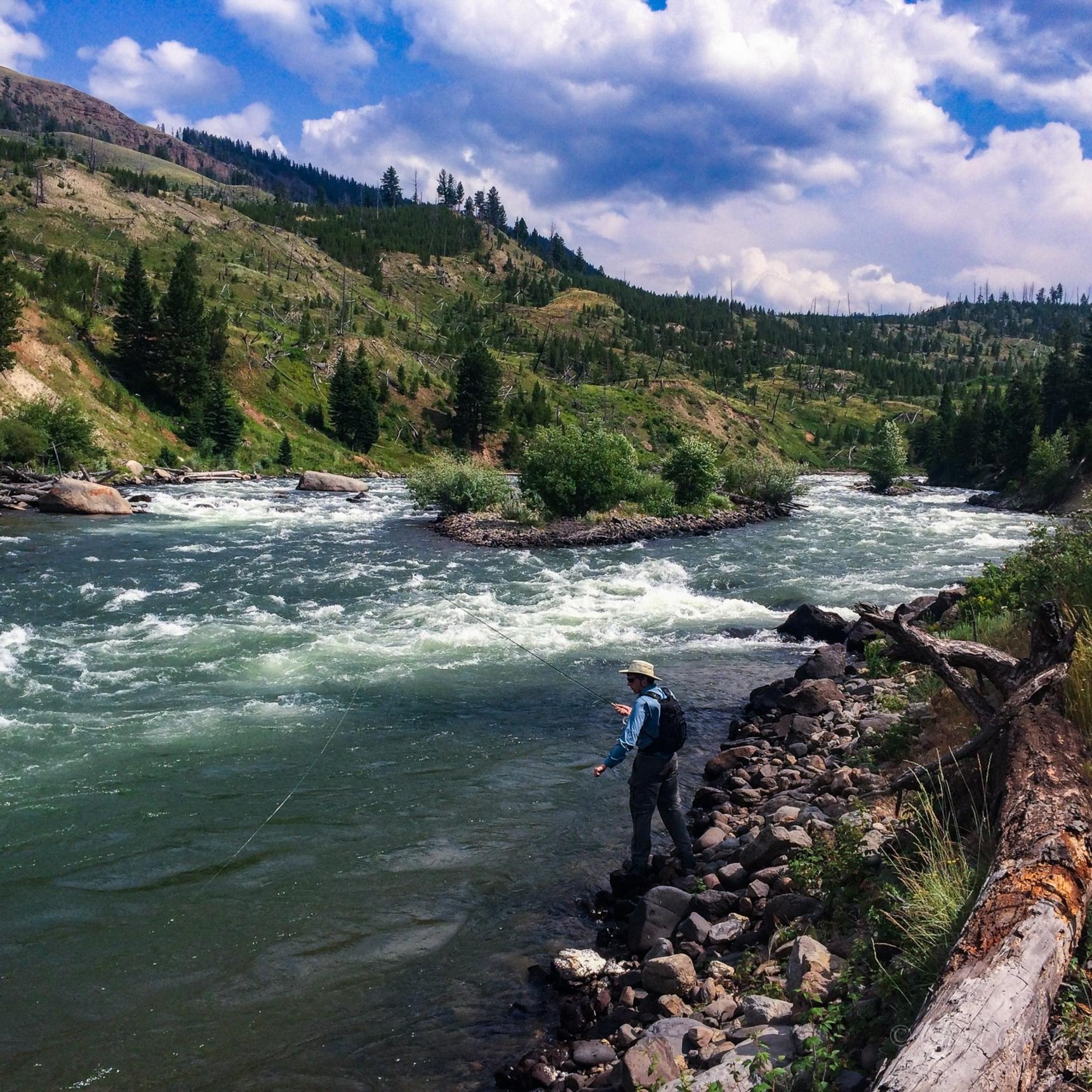 Fly fishing the Yellowstone River, Yellowstone Park