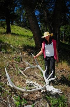 The Best Fly Fishing Trips in Yellowstone Park