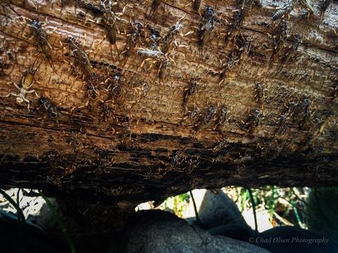 The Best Fly Fishing Trips in Yellowstone Park