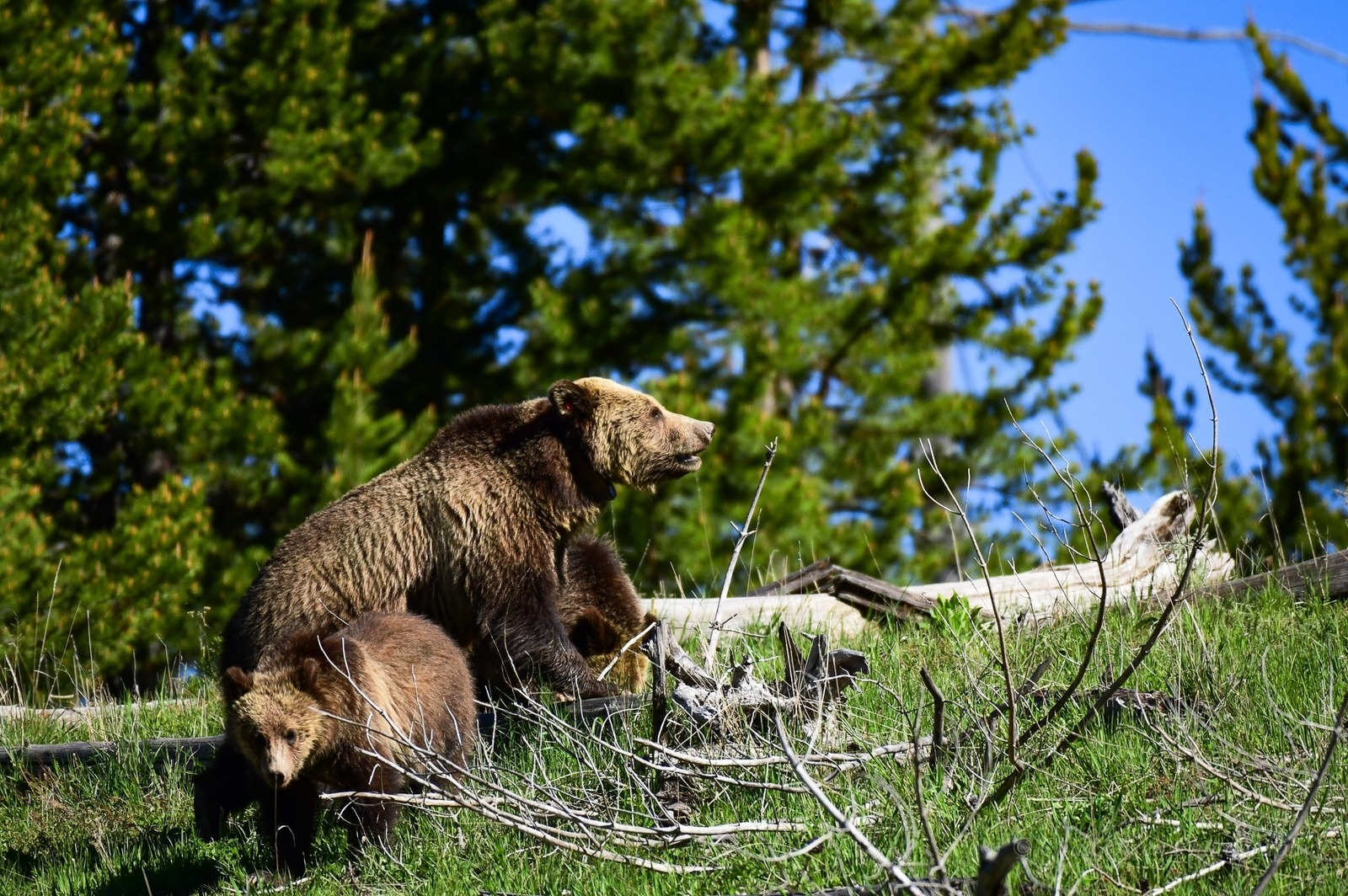 Grizzly Bears, Yellowstone National Park