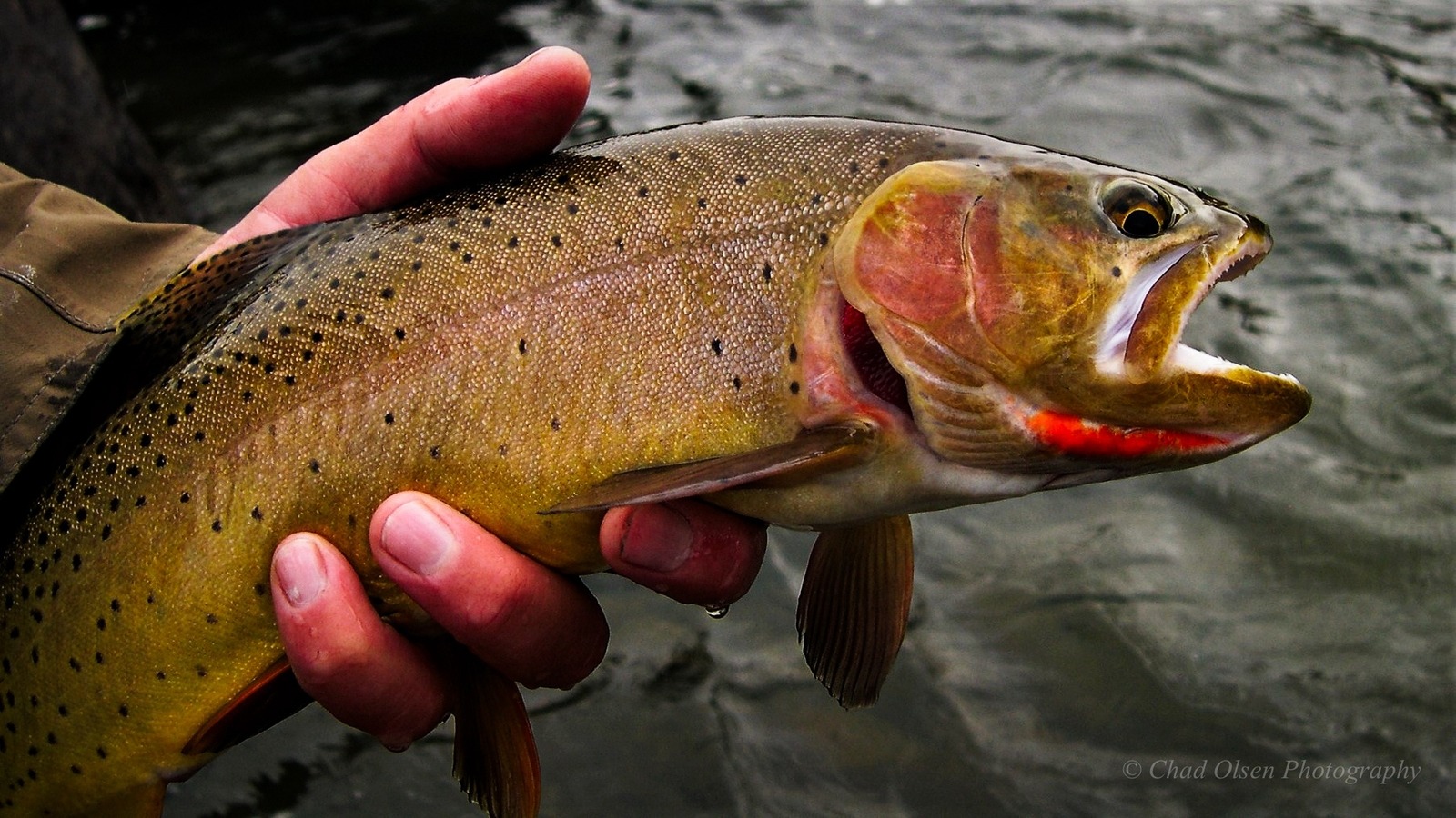 The Best Fly Fishing Trips in Yellowstone Park