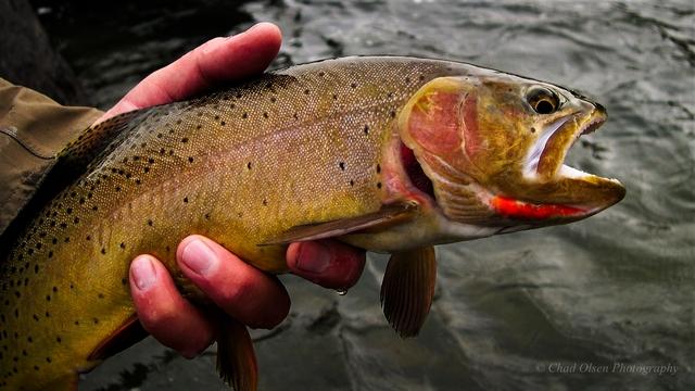 The Best Fly Fishing Trips in Yellowstone Park