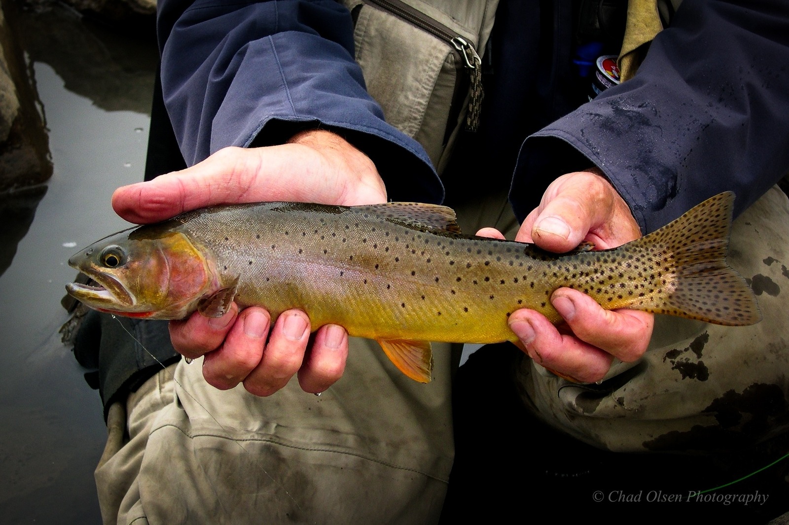 Yellowstone Fly Fishing Horseback Riding Trips