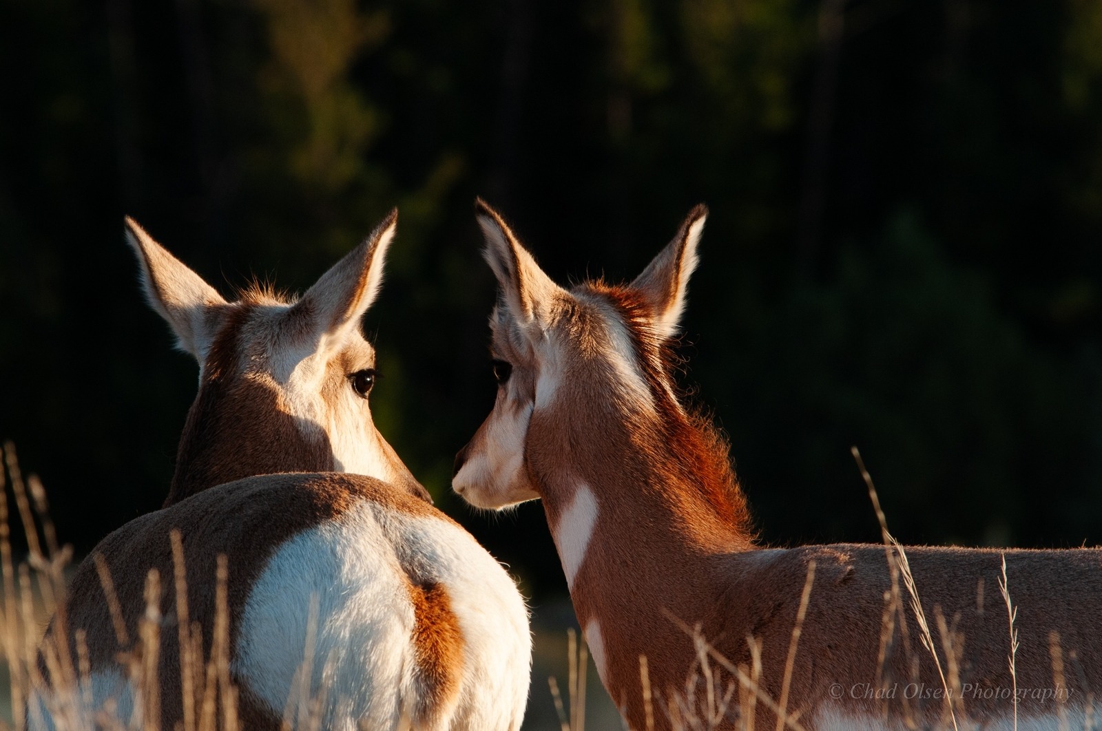 Lamar Valley Antelope, Yellowstone Park