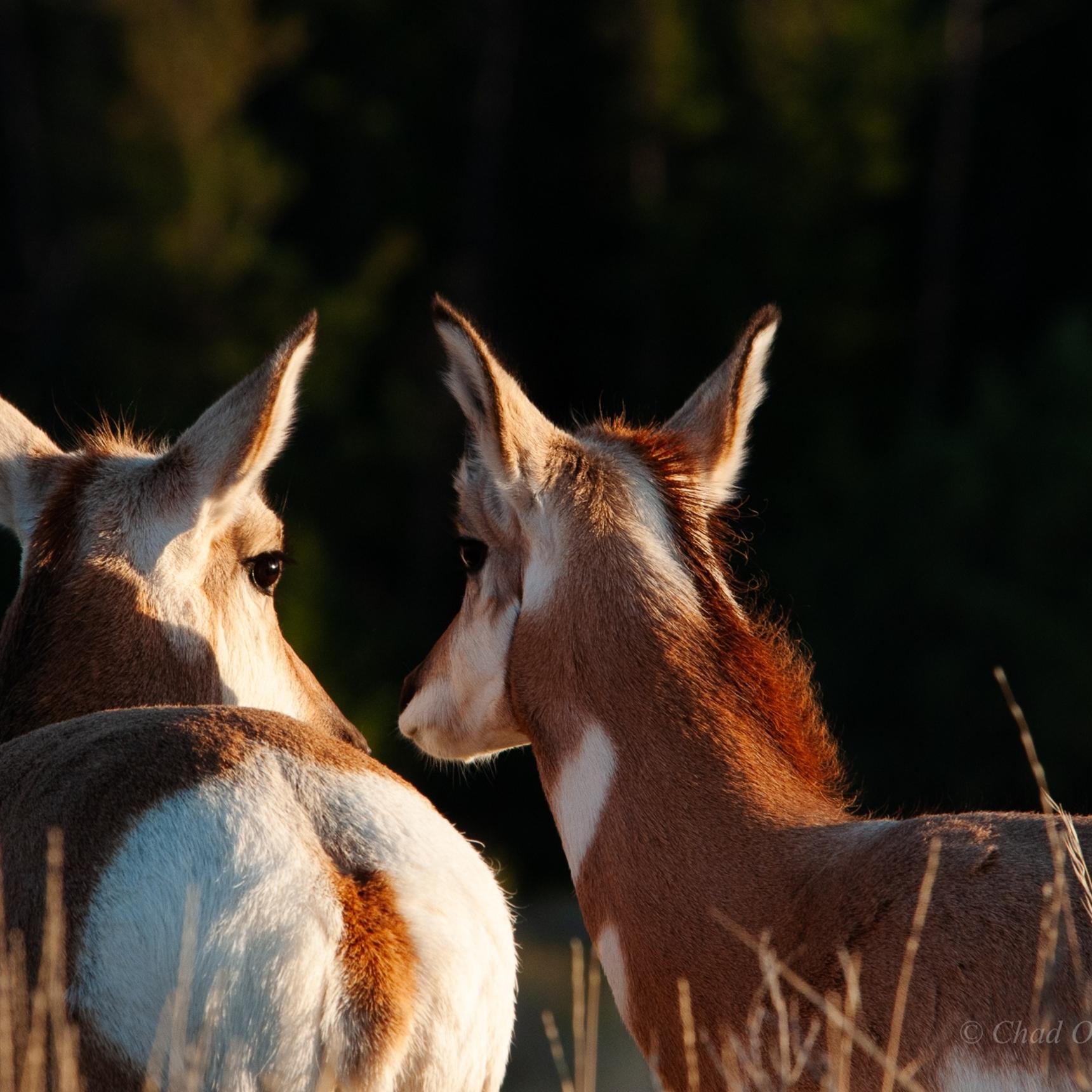 Lamar Valley Antelope, Yellowstone Park