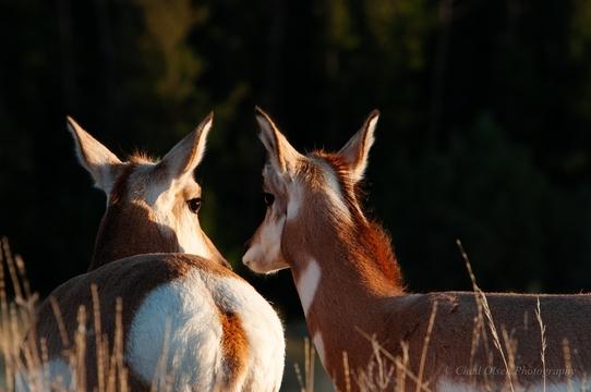 Lamar Valley Antelope, Yellowstone Park