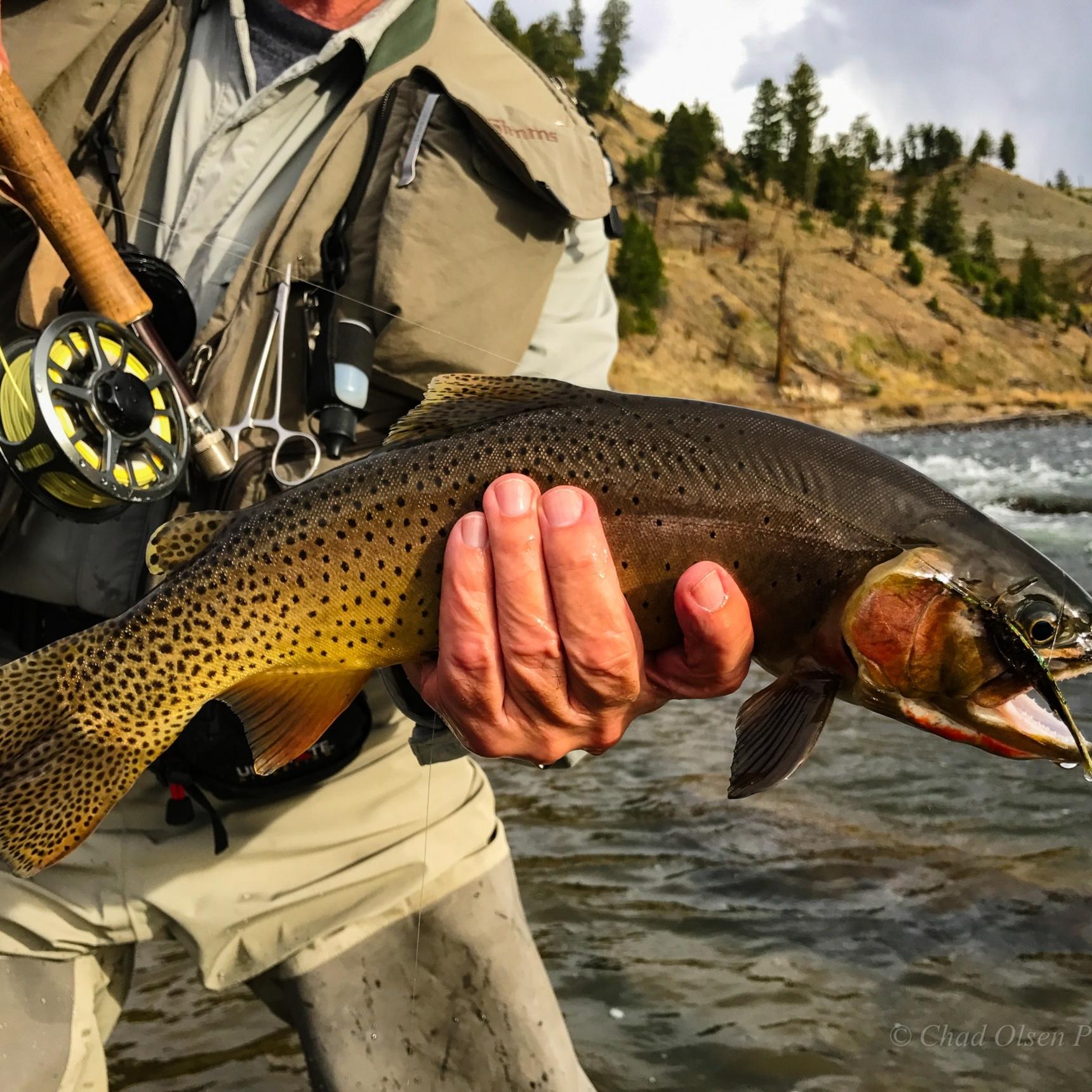 Yellowstone Cutthroat Trout, Yellowstone River, Yellowstone Park