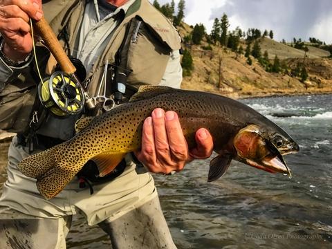 Yellowstone Cutthroat Trout, Yellowstone River, Yellowstone Park