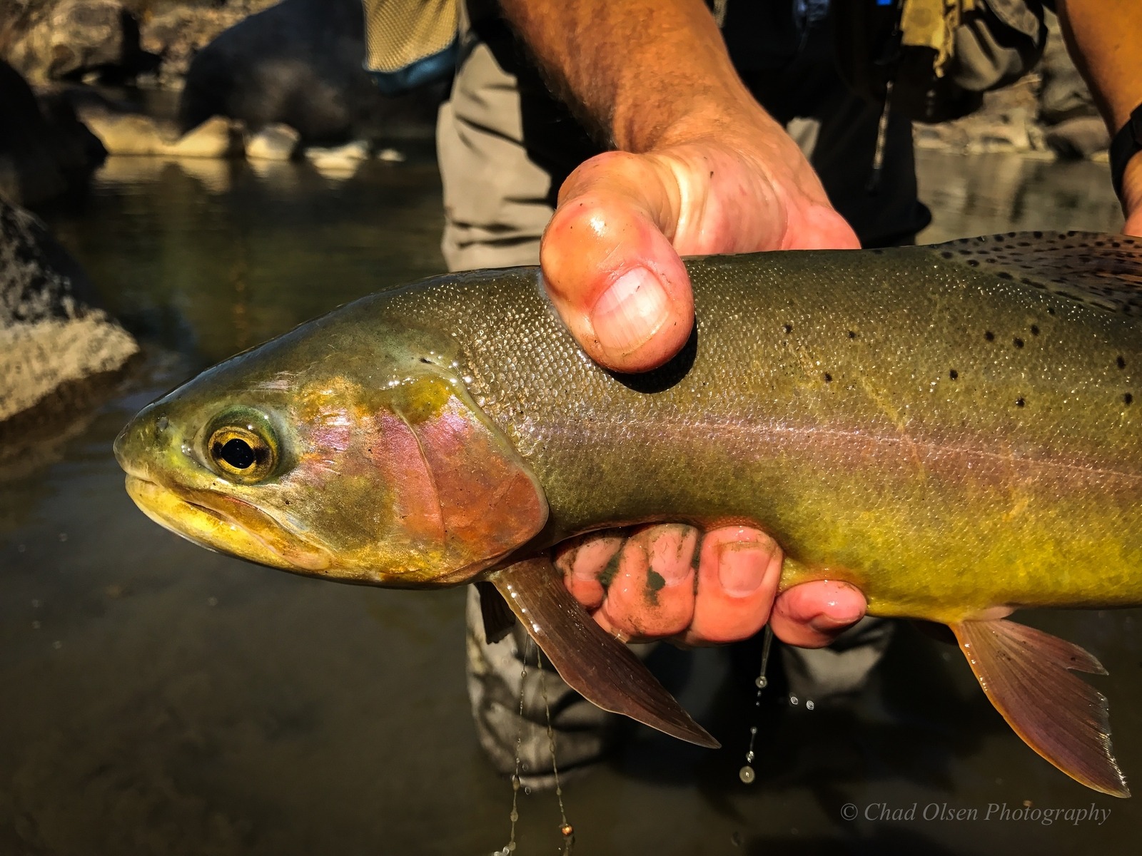 Yellowstone Horseback Fishing Trips