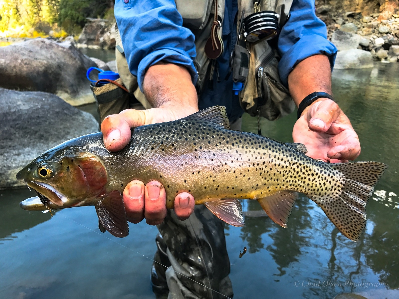 Yellowstone Horseback Fishing Trips