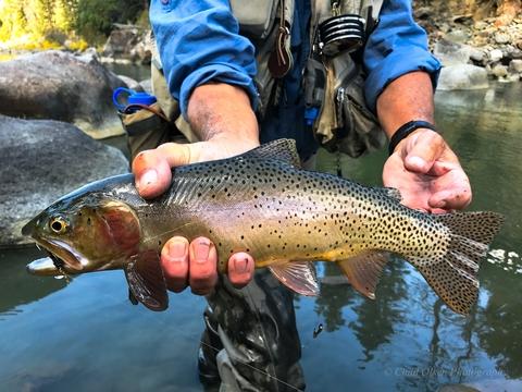 Yellowstone Horseback Fishing Trips