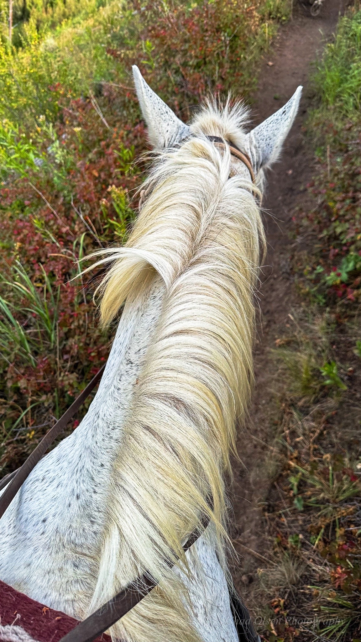 Yellowstone Horseback Fishing Trips