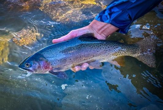 Yellowstone Fishing & Hiking Trips