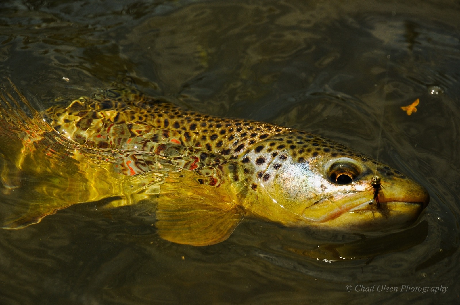 Boulder River Overnight Trip
