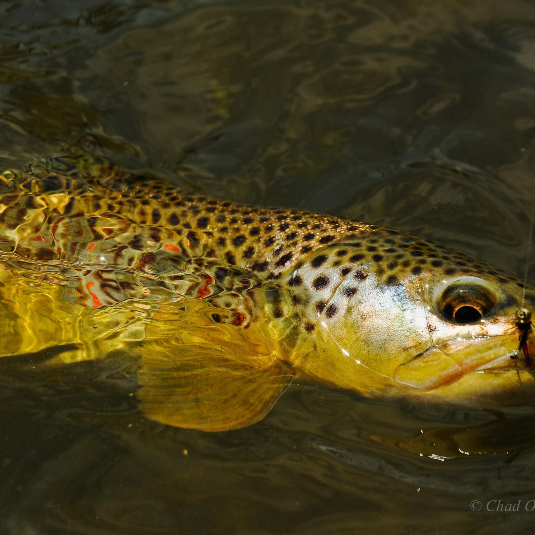 Boulder River Overnight Trip