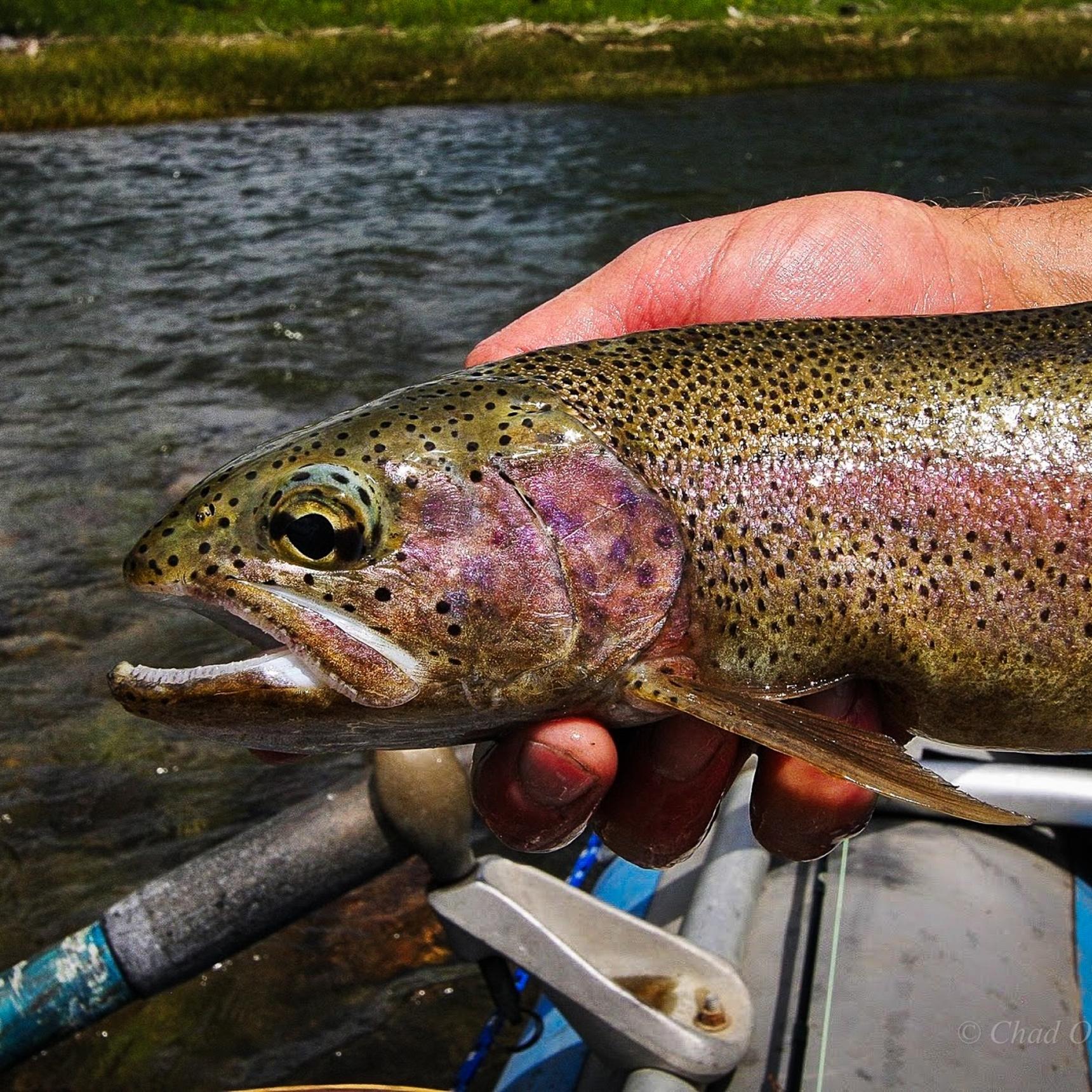 Boulder River Overnight Trip