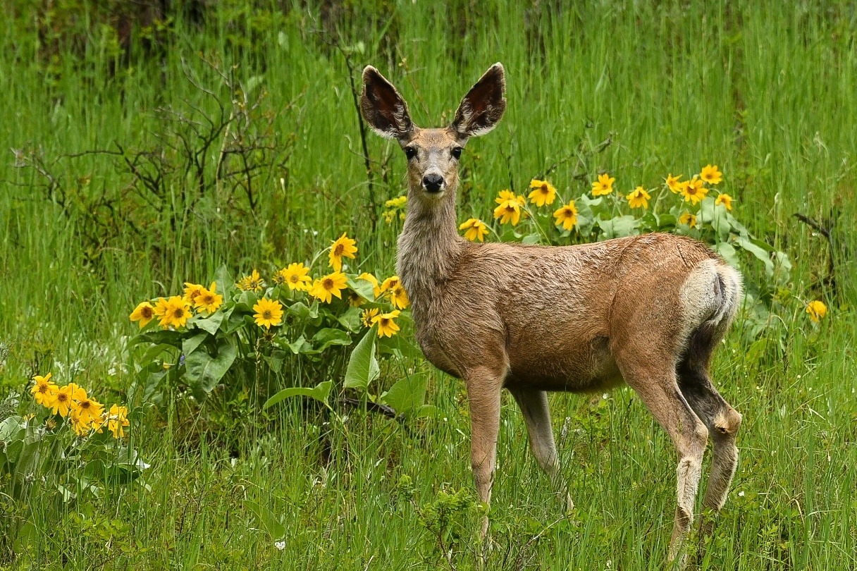 Boulder River Overnight Trip