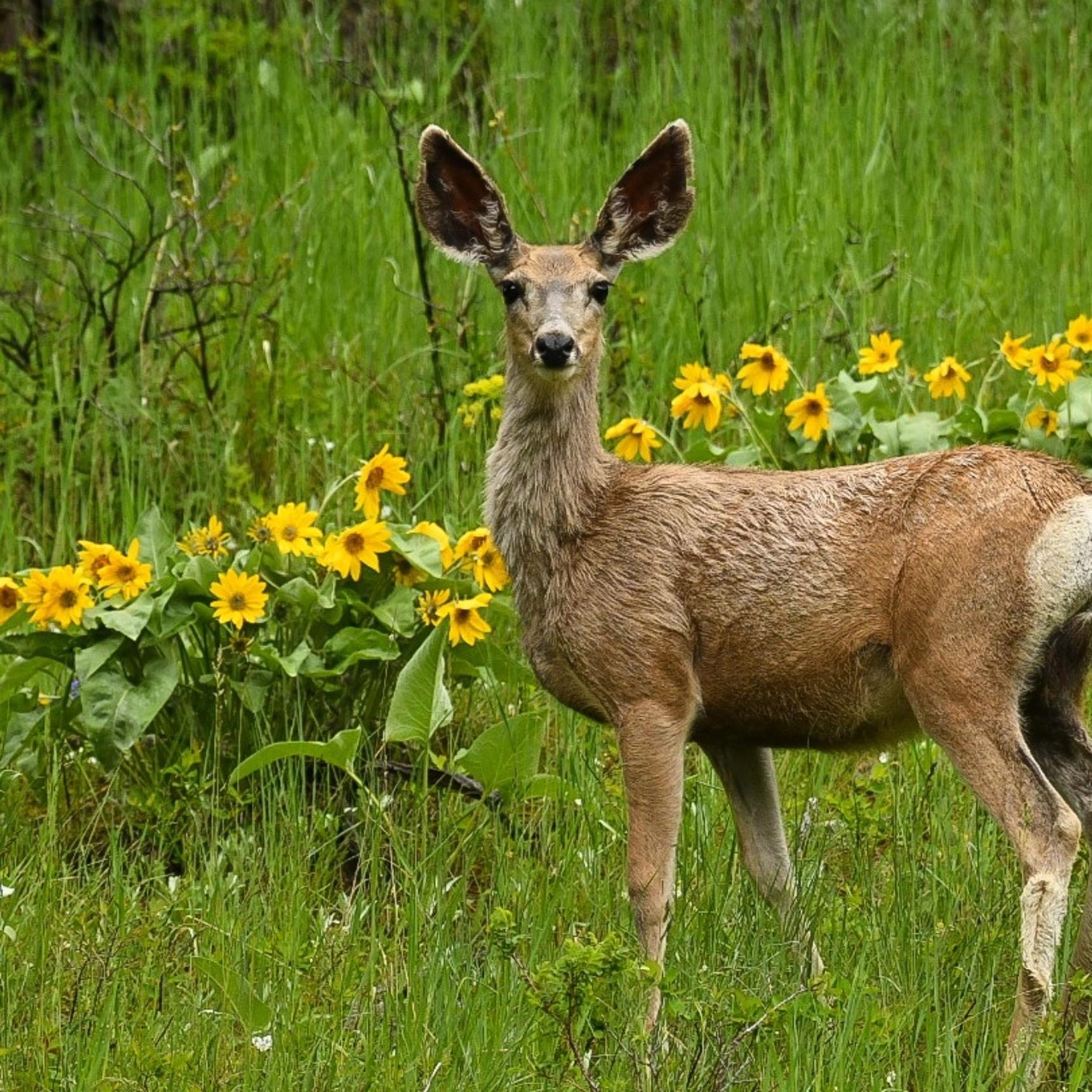 Boulder River Overnight Trip