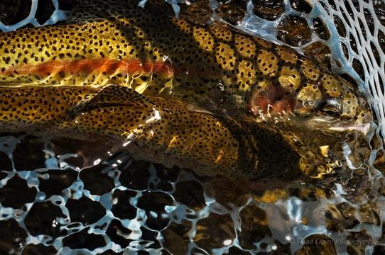 The Best Overnight Float Fishing Trips in Montana