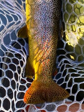 The Best Montana Overnight Float Fishing Trips