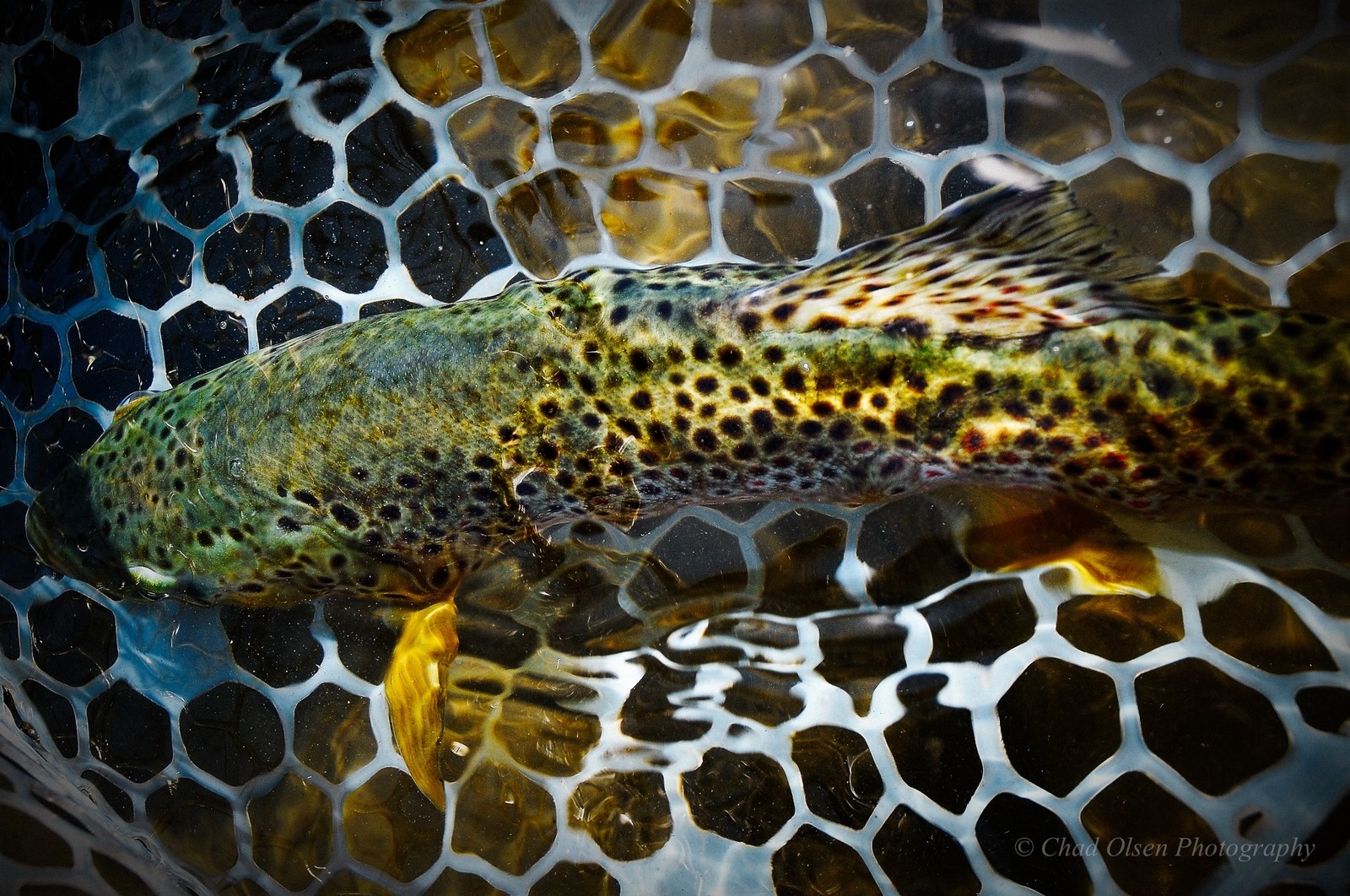 The Best Dry Fly Fishing in Montana