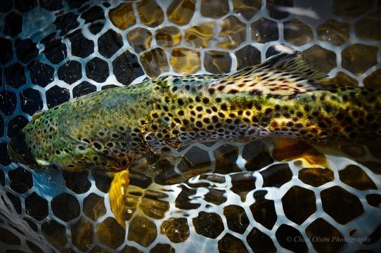 The Best Dry Fly Fishing in Montana