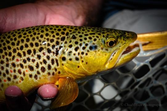 The Best Montana Overnight Float Fishing Trips